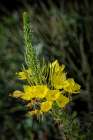 USA, Colorado, Fort Collins. Close-up of yellow flowers. Art Print